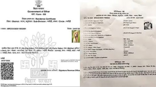 cat certificate 